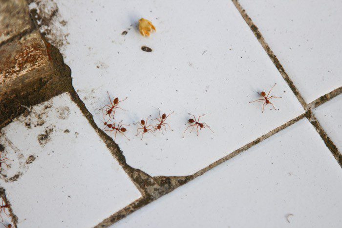 Ants in Tampaksiring