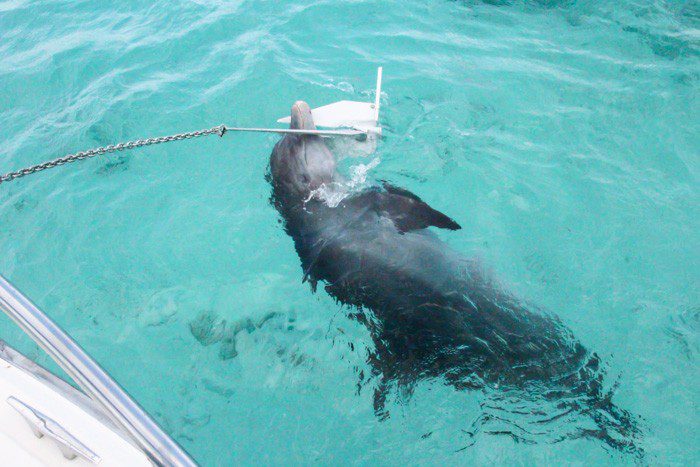 Dolphin at Camana Bay