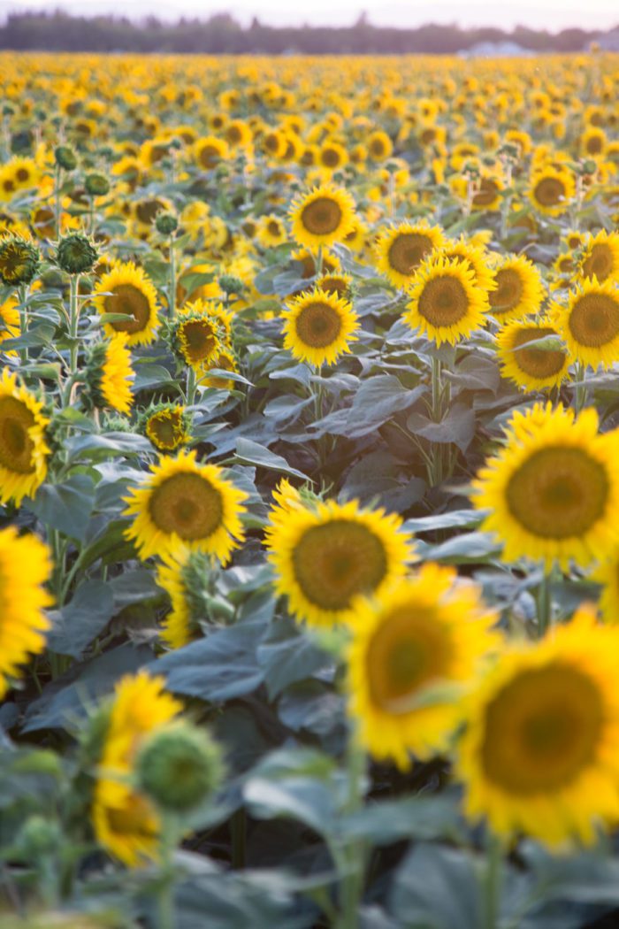 Sunflower-Fields-Hither-And-Thither-06