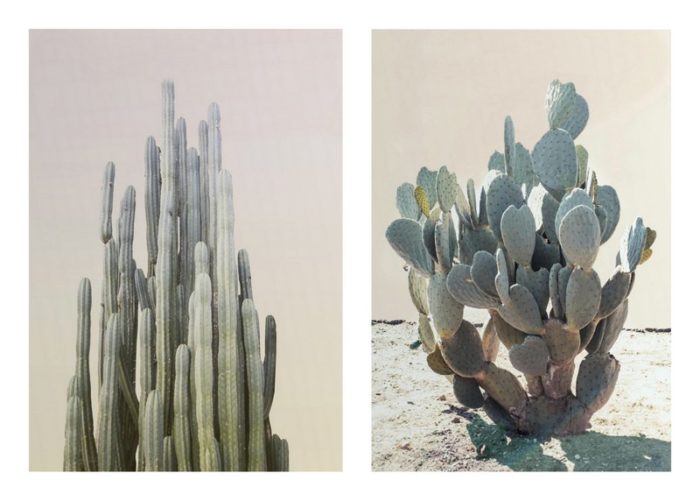 Summer Yellow Cactus & Blue Cactus by Wilder California